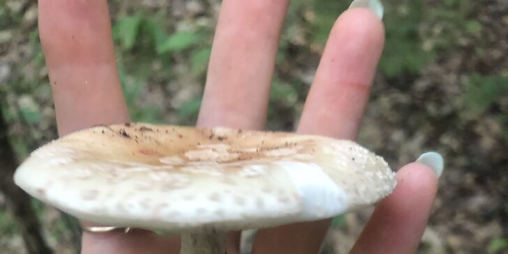 Jarní nebo letní procházka s mykoložkou za houbami v Telči a okolí