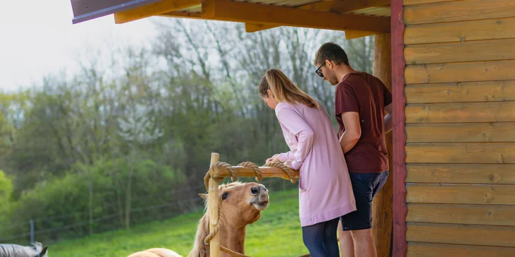 Pobyt mezi zvířátky na ranči: karavan, chatka či maringotka, mini zoo, koně a možnost snídaní