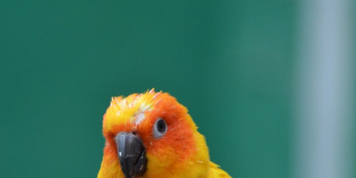 Vstupenky do papouščího domu v Katovicích, kde ptáci lítají přímo kolem vás