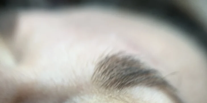 Barvení, lash lifting, laminace obočí vč. úpravy nebo kompletní balíček