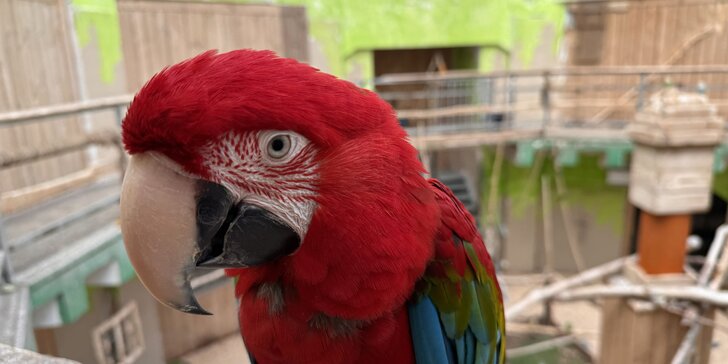Vstupenky do papouščího domu v Katovicích, kde ptáci lítají přímo kolem vás