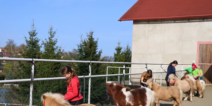 Odpoledne s minikoněm Falabella v Pošembeří: čištění a nastrojení, vycházka, pomazlení i mrkvová hostina
