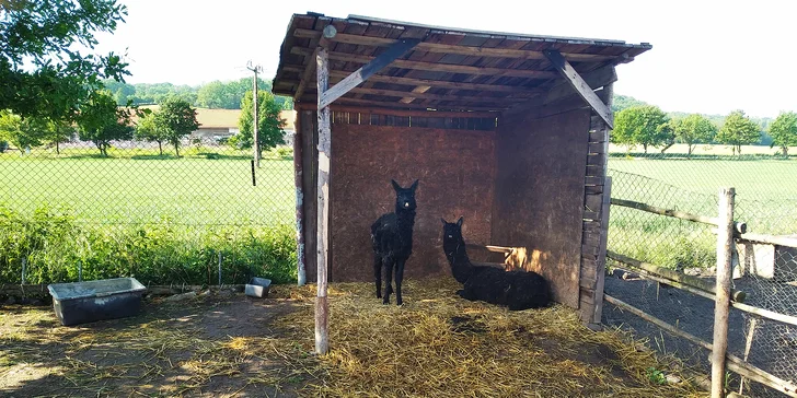 Tematická hra Honba za pokladem farmáře na skutečné farmě se zvířaty