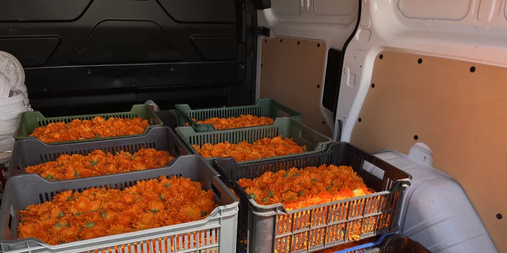 Květinové a bylinkové workshopy: míchání bylinkového čaje, samosběr, výroba soli nebo vazba kytice