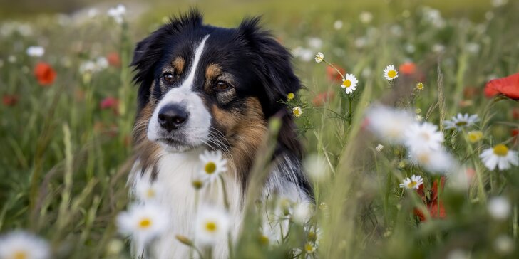 Portrétové exteriérové focení pejsků v Praze a okolí: 5-10 upravených fotografií