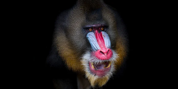 Fotografický 6hodinový kurz v brněnské nebo ostravské zoo: voucher pro 1-2 osoby