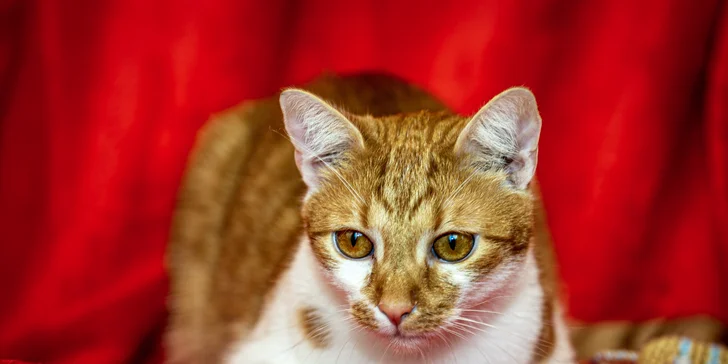 Focení psů, koní, či jiných domácích mazlíčků v exteriéru: 6-12 upravených fotek