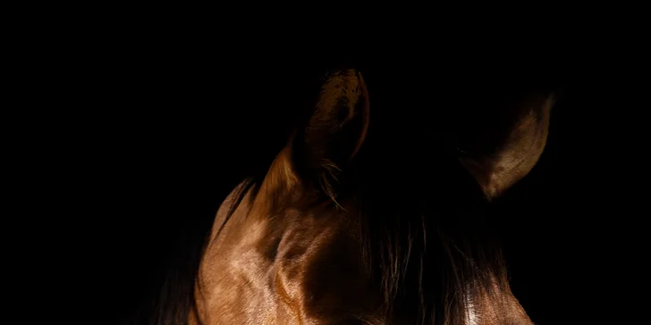 Focení psů, koní, či jiných domácích mazlíčků v exteriéru: 6-12 upravených fotek