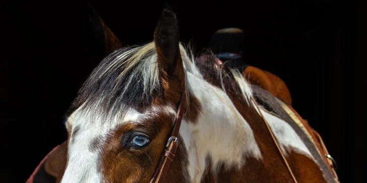 Focení psů, koní, či jiných domácích mazlíčků v exteriéru: 6-12 upravených fotek