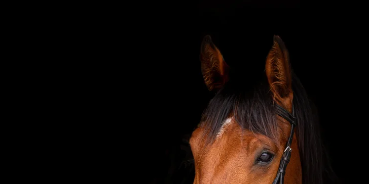 Focení psů, koní, či jiných domácích mazlíčků v exteriéru: 6-12 upravených fotek