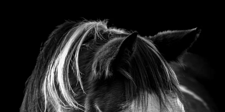 Focení psů, koní, či jiných domácích mazlíčků v exteriéru: 6-12 upravených fotek