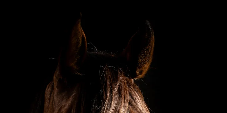 Focení psů, koní, či jiných domácích mazlíčků v exteriéru: 6-12 upravených fotek