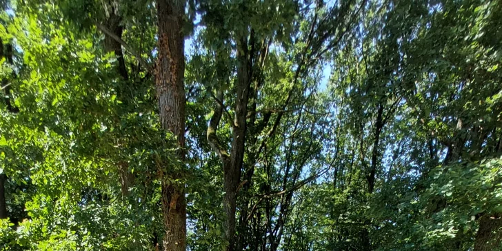 Vyjížďka na koni pro dospělé nebo na malém poníkovi pro děti