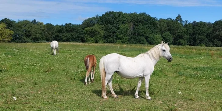 Vyjížďka na koni pro dospělé nebo na malém poníkovi pro děti