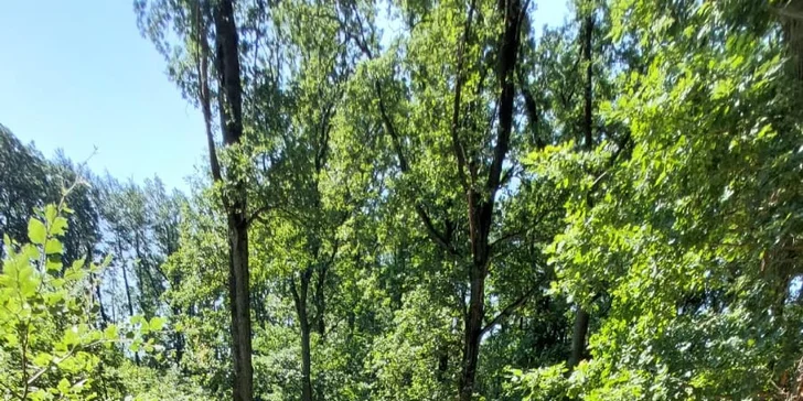 Vyjížďka na koni pro dospělé nebo na malém poníkovi pro děti