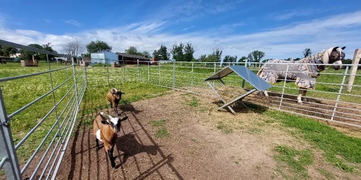 Vyjížďka na koni pro dospělé nebo na malém poníkovi pro děti