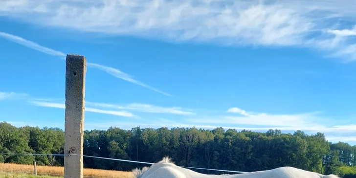 Vyjížďka na koni pro dospělé nebo na malém poníkovi pro děti
