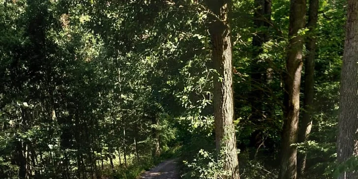 Vyjížďka na koni pro dospělé nebo na malém poníkovi pro děti