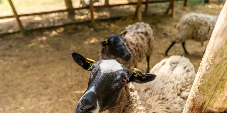 Zámecký Farmapark d'Este: vstup i atrakce pro jednotlivce či rodiny