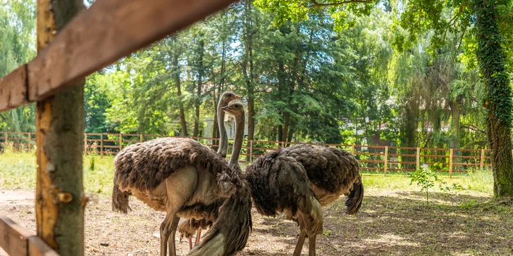 Zámecký Farmapark d'Este: vstup i atrakce pro jednotlivce či rodiny