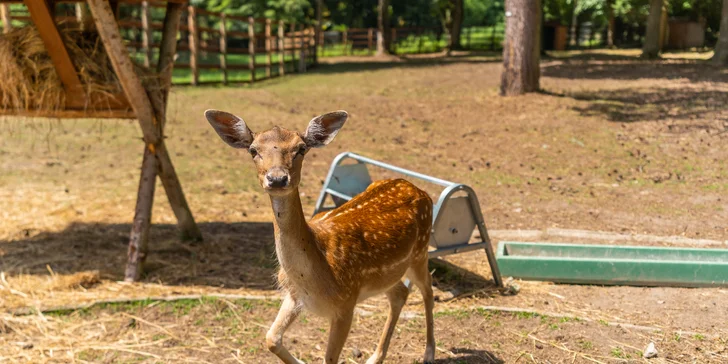 Zámecký Farmapark d'Este: vstup i atrakce pro jednotlivce či rodiny