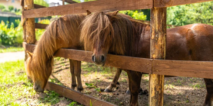 Zámecký Farmapark d'Este: vstup i atrakce pro jednotlivce či rodiny