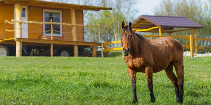 Pobyt mezi zvířátky na ranči: karavan, chatka či maringotka, mini zoo, koně a možnost snídaní