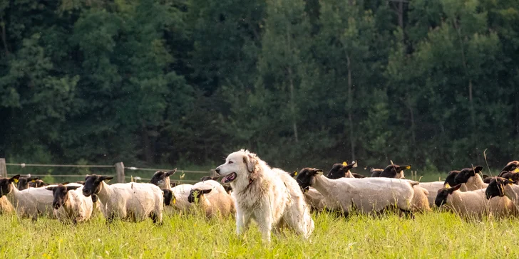 Pasení ovcí či procházka s kozou v Beskydech pod Lysou horou
