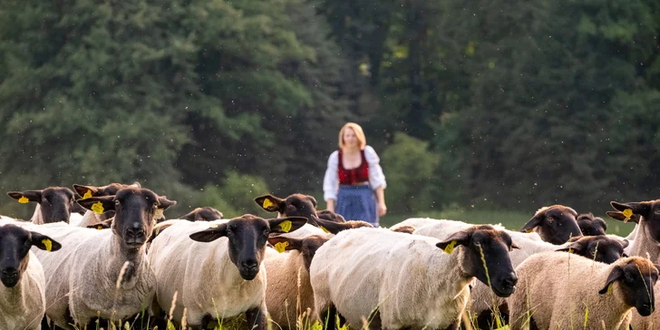 Pasení ovcí či procházka s kozou v Beskydech pod Lysou horou