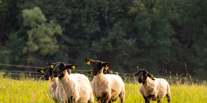 Pasení ovcí či procházka s kozou v Beskydech pod Lysou horou