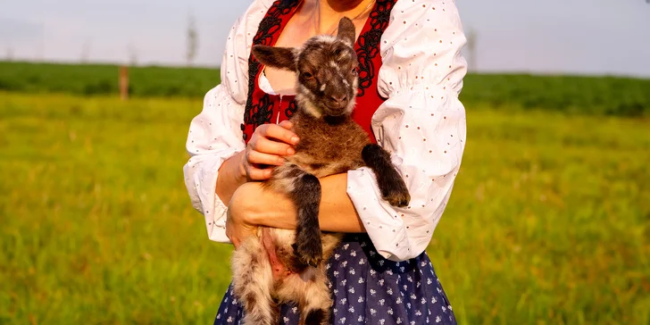 Pasení ovcí či procházka s kozou v Beskydech pod Lysou horou