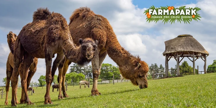 Celodenní vstup do Farmaparku včetně všech atrakcí a kyblík krmení nebo plyšák