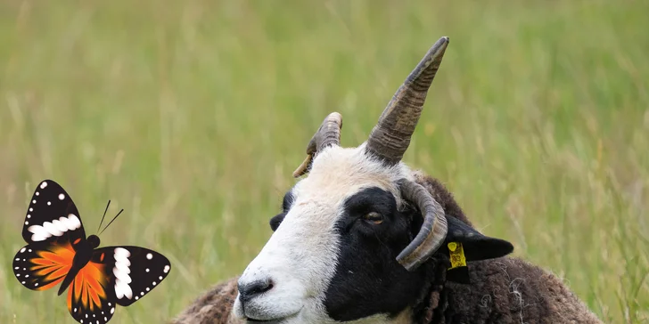 Celodenní vstup do Farmaparku včetně všech atrakcí a kyblík krmení nebo plyšák