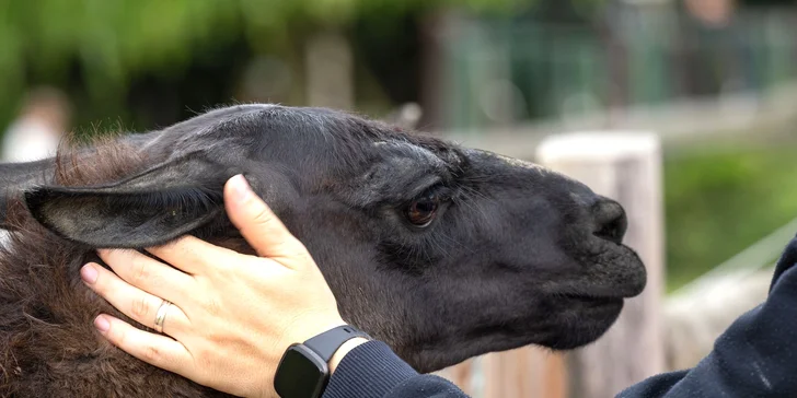 Vstupné na víkendové akce ve Farmaparku: celodenní program, vystoupení, známé osobnosti, zvířátka, atrakce