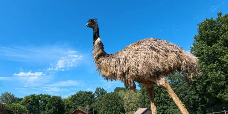 Vstupné na víkendové akce ve Farmaparku: celodenní program, vystoupení, známé osobnosti, zvířátka, atrakce