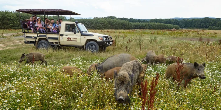 Zažijte život zvířat: pobyt v Safari Resortu se snídaní a Offroad Safari jízdou