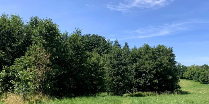 Individuální venčení vašeho pejska v přírodě: 60 nebo 3x 60 min.
