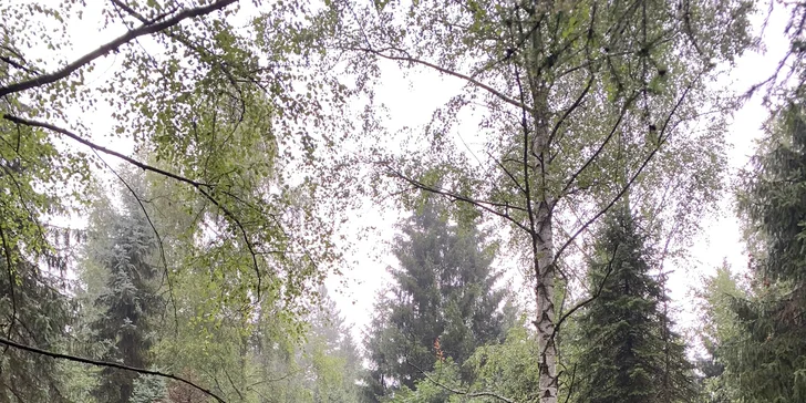 Individuální venčení vašeho pejska v přírodě: 60 nebo 3x 60 min.