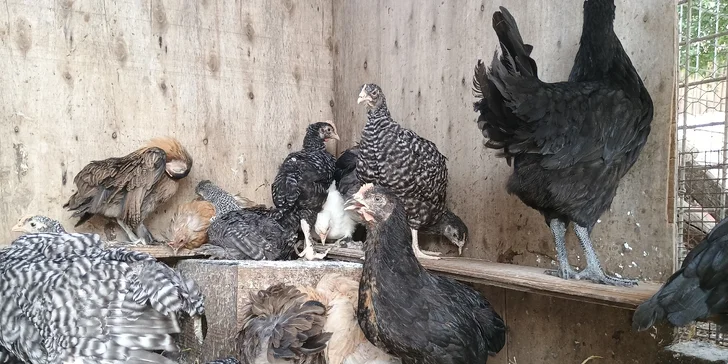 Život na farmě: prohlídka, ochutnávka výrobků nebo tvoření šperku či svíčky