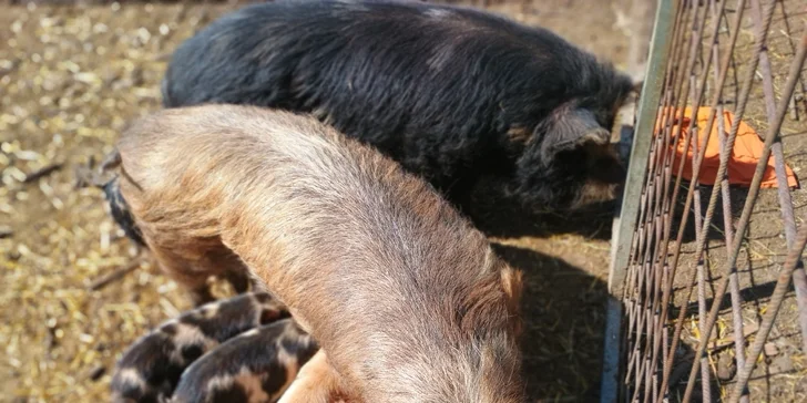 Život na farmě: prohlídka, ochutnávka výrobků nebo tvoření šperku či svíčky