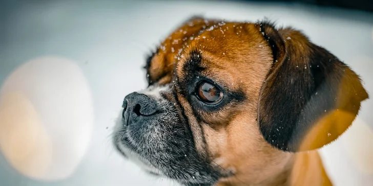 Portrétové exteriérové focení pejsků v Praze a okolí: 5-10 upravených fotografií