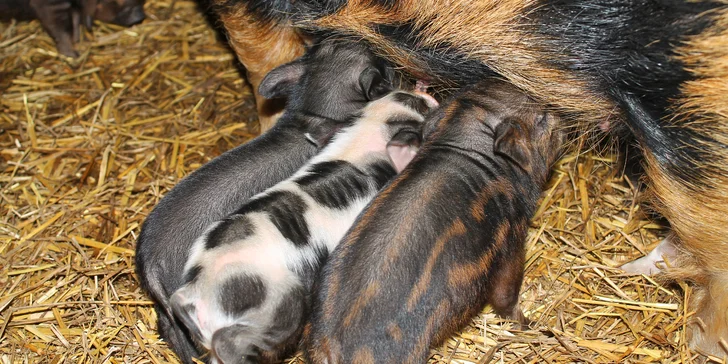 Život na farmě: prohlídka, ochutnávka výrobků nebo tvoření šperku či svíčky