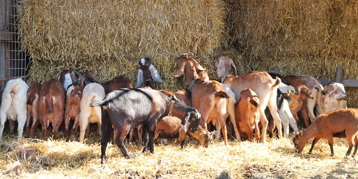 Život na farmě: prohlídka, ochutnávka výrobků nebo tvoření šperku či svíčky
