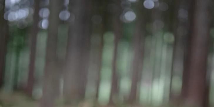 Profi focení s vlkem nebo s vaším pejskem včetně rekvizit: 5 upravených fotek i možnost videa