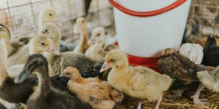 Zážitkový pobyt pro celou rodinu: apartmán na rodinné farmě až pro 6 osob
