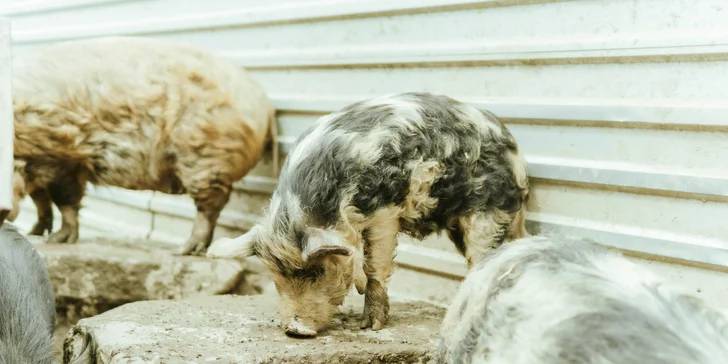 Zážitkový pobyt pro celou rodinu: apartmán na rodinné farmě až pro 6 osob