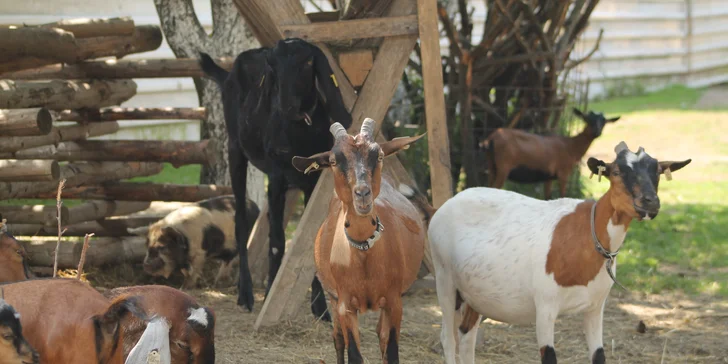 Zážitkový pobyt pro celou rodinu: apartmán na rodinné farmě až pro 6 osob