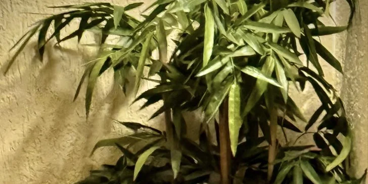 Privátní relax: finská sauna na 2 hod. a láhev vína pro 2 osoby