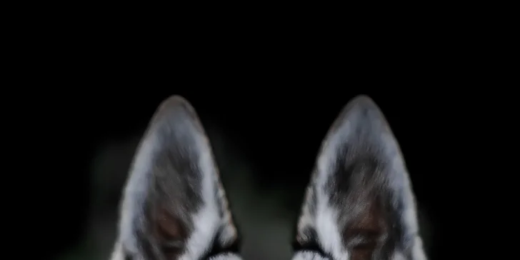 Profi focení s vlkem nebo s vaším pejskem včetně rekvizit: 5 upravených fotek i možnost videa
