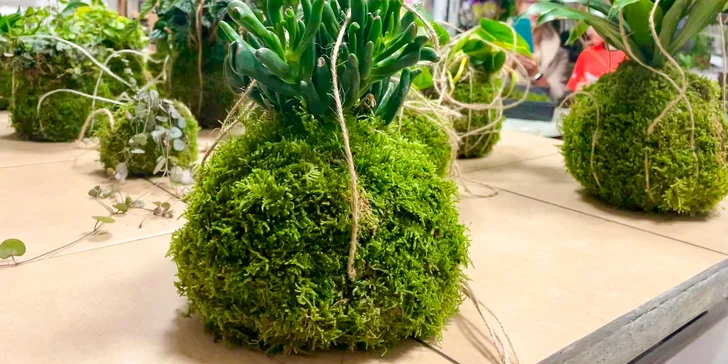Workshop: výroba japonských kokedam vč. veškerých pomůcek a občerstvení